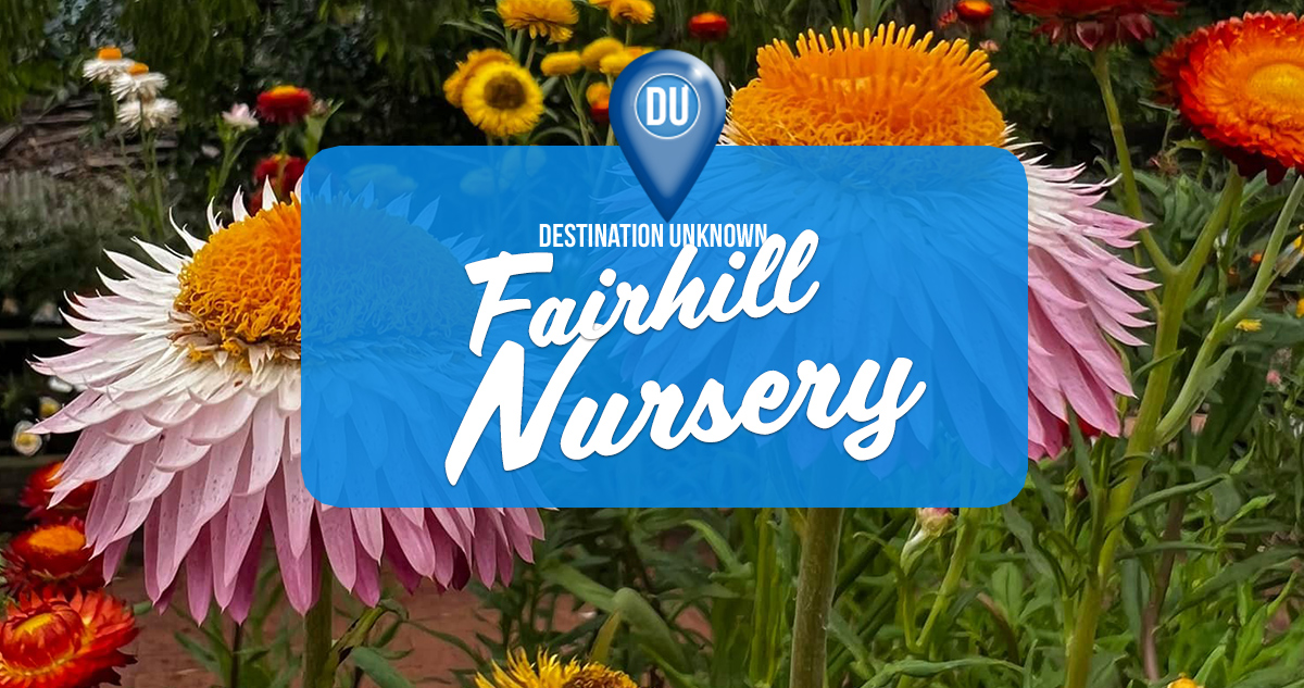 Fairhill Nursery Sunshine Coast Destination Unknown